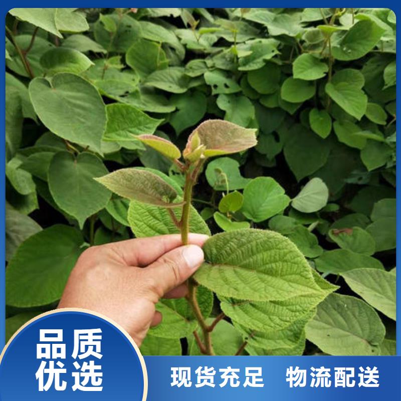 獼猴桃樹苗_保證