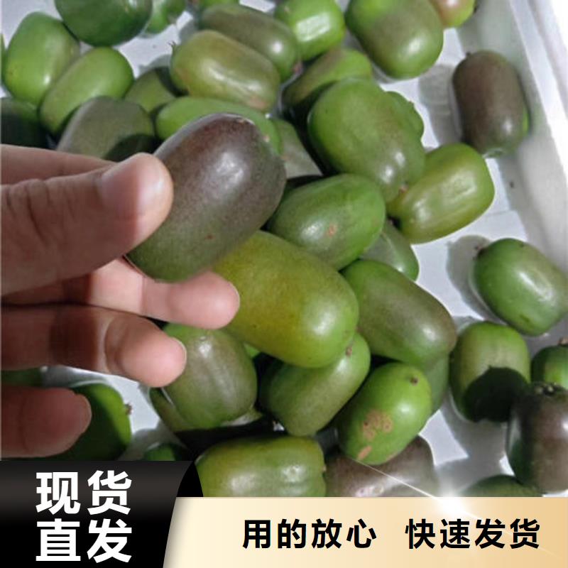 獼猴桃樹苗_保證