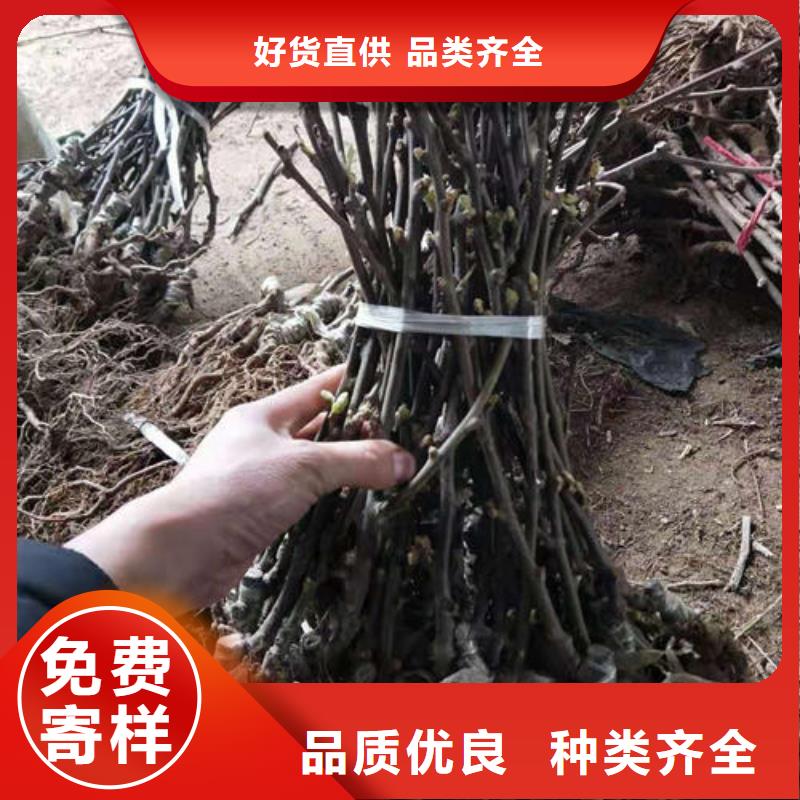 獼猴桃樹苗供應商獼猴桃樹苗廠家