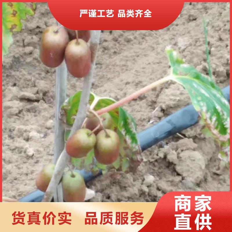 獼猴桃樹苗供貨及時保證工期