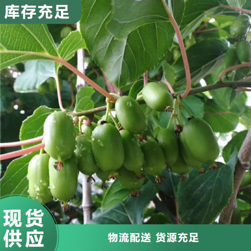 獼猴桃樹苗_獼猴桃樹苗廠家