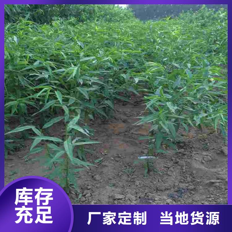 买桃树苗必看-质量有保障