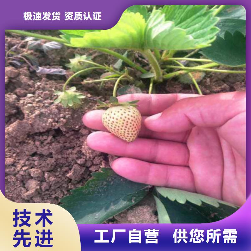 草莓苗-好产品用质量说话