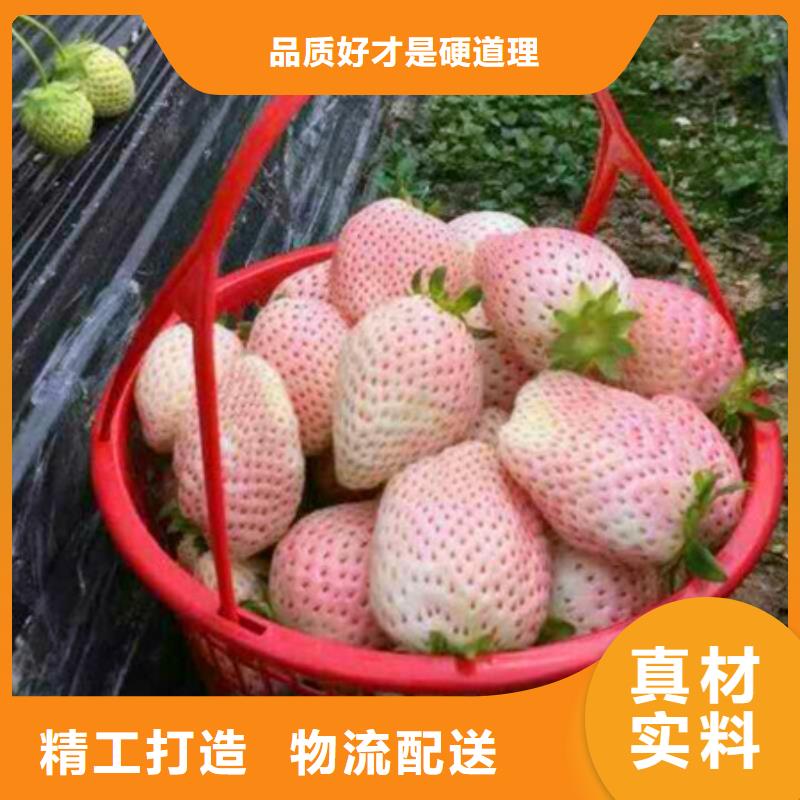 草莓苗型号齐全