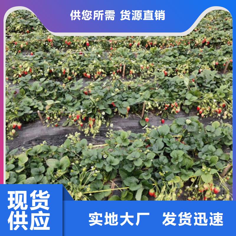 草莓苗品牌企业