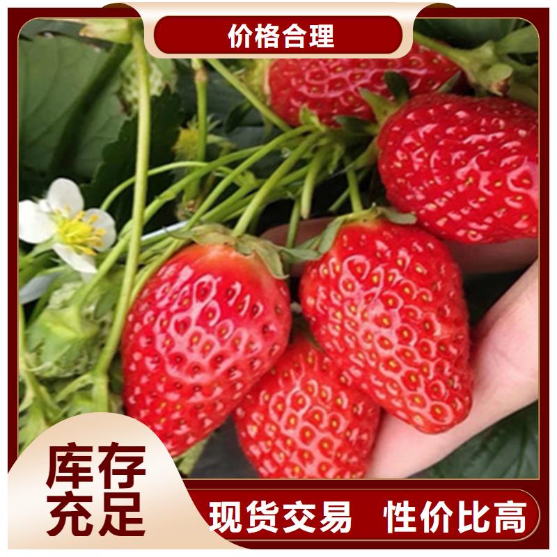 草莓苗加工厂