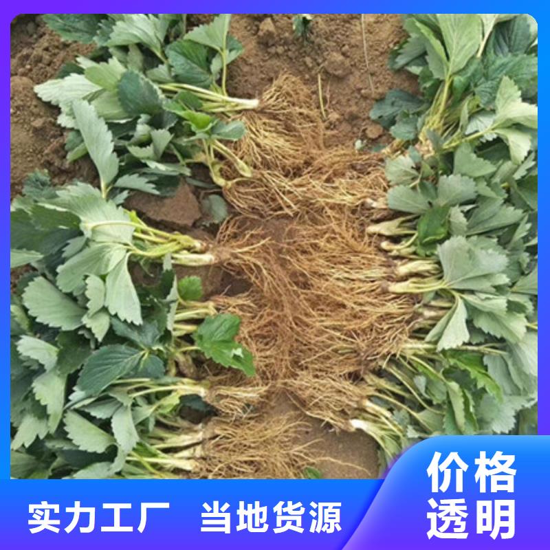 草莓苗全网低价