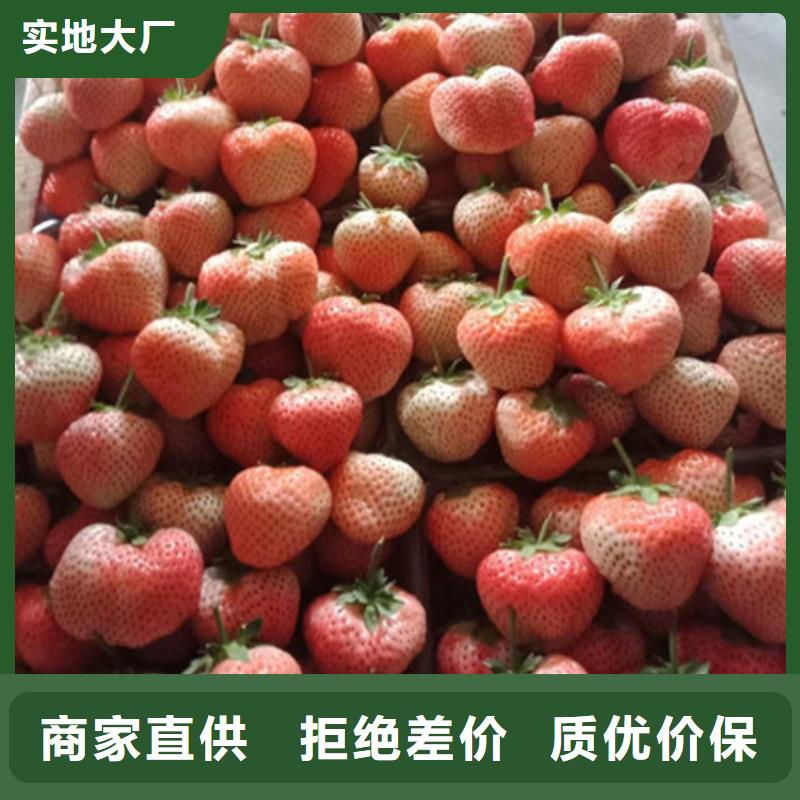 草莓苗品牌企业