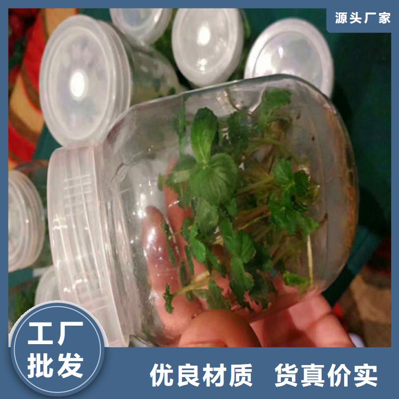 优惠的草莓苗正规厂家