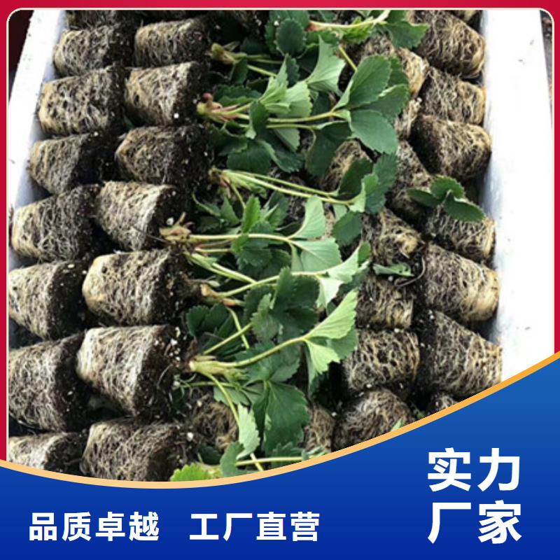 草莓苗型号齐全