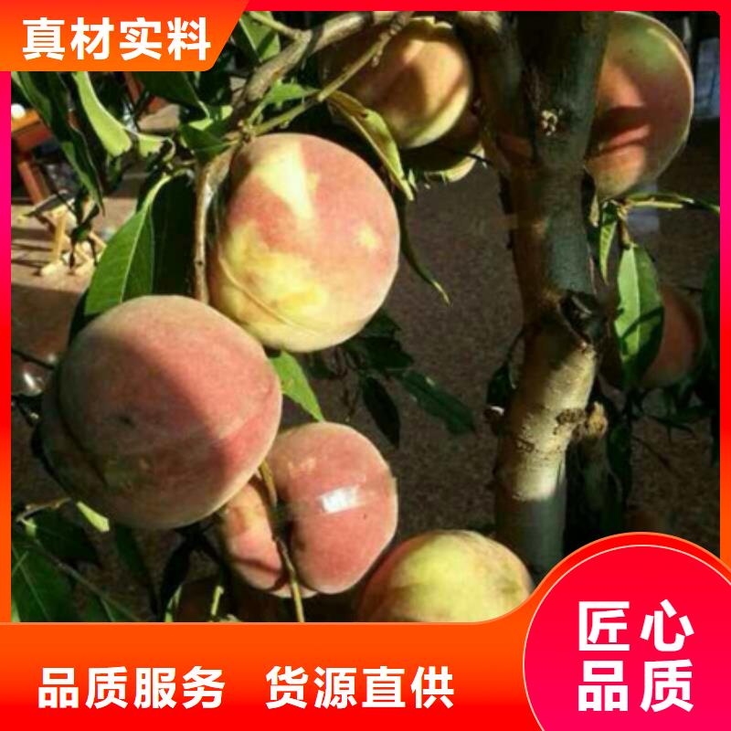 桃树苗-公司欢迎您！