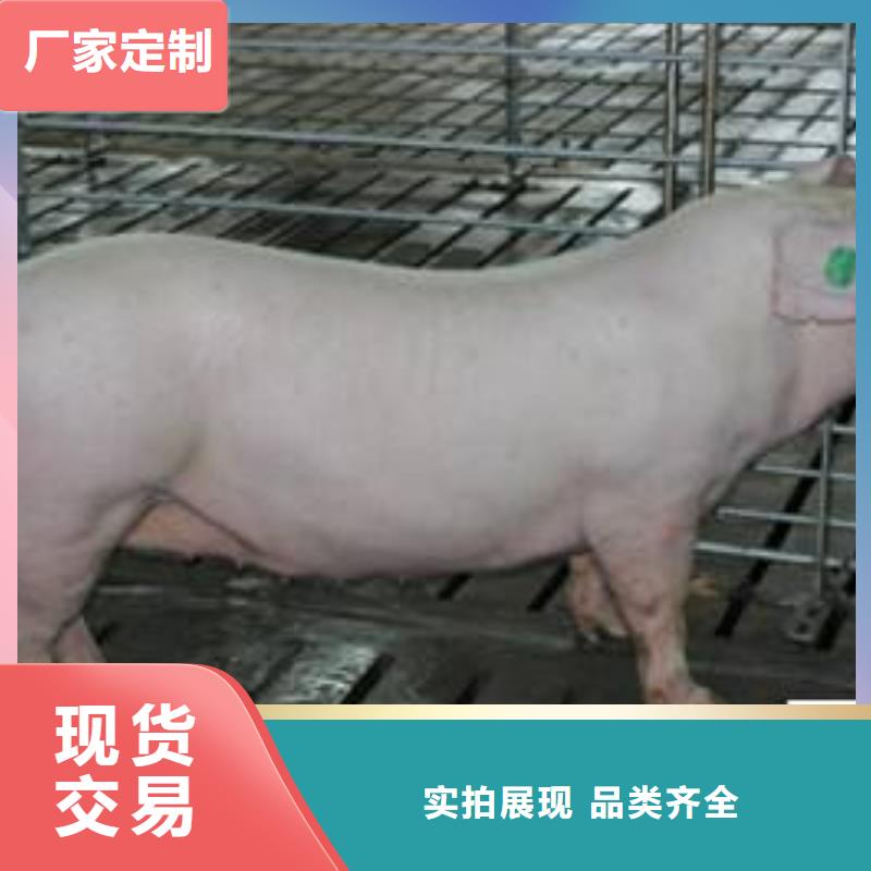 迁安太湖母猪批发（价格优惠）