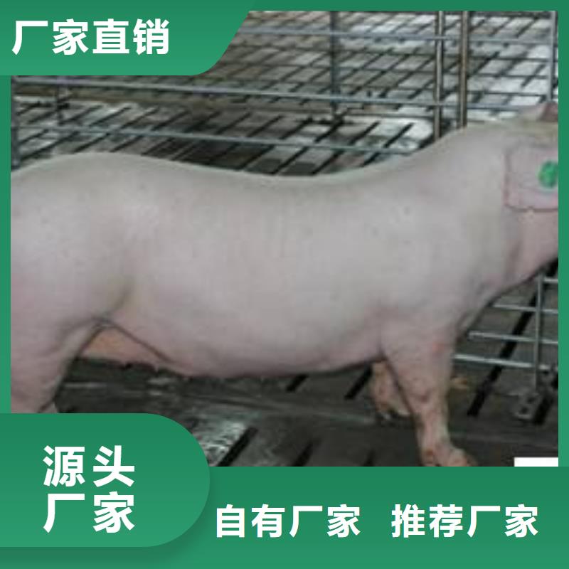 （长白公猪价格）点击咨询厂家