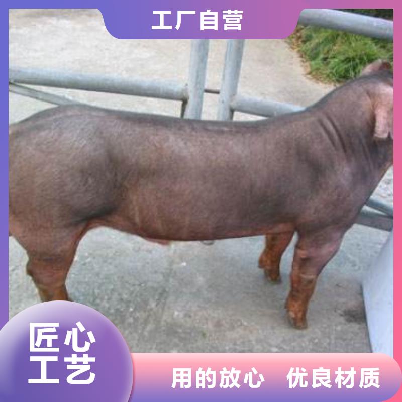 外二元母猪价格（新美系）联系厂家