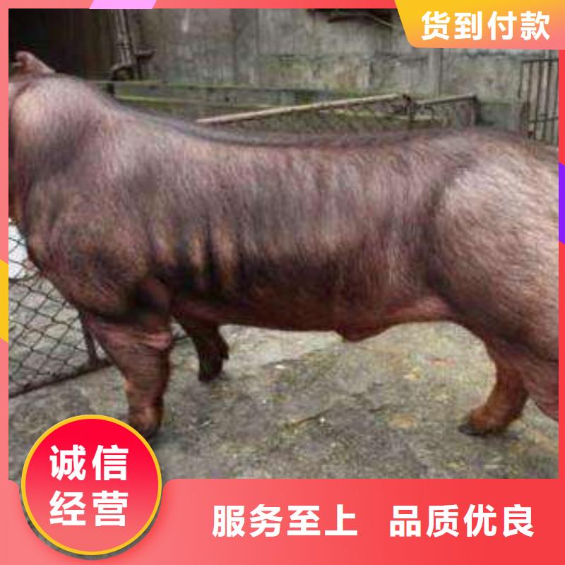 （种猪推广）新美系二元母猪价格（长太母猪价格）