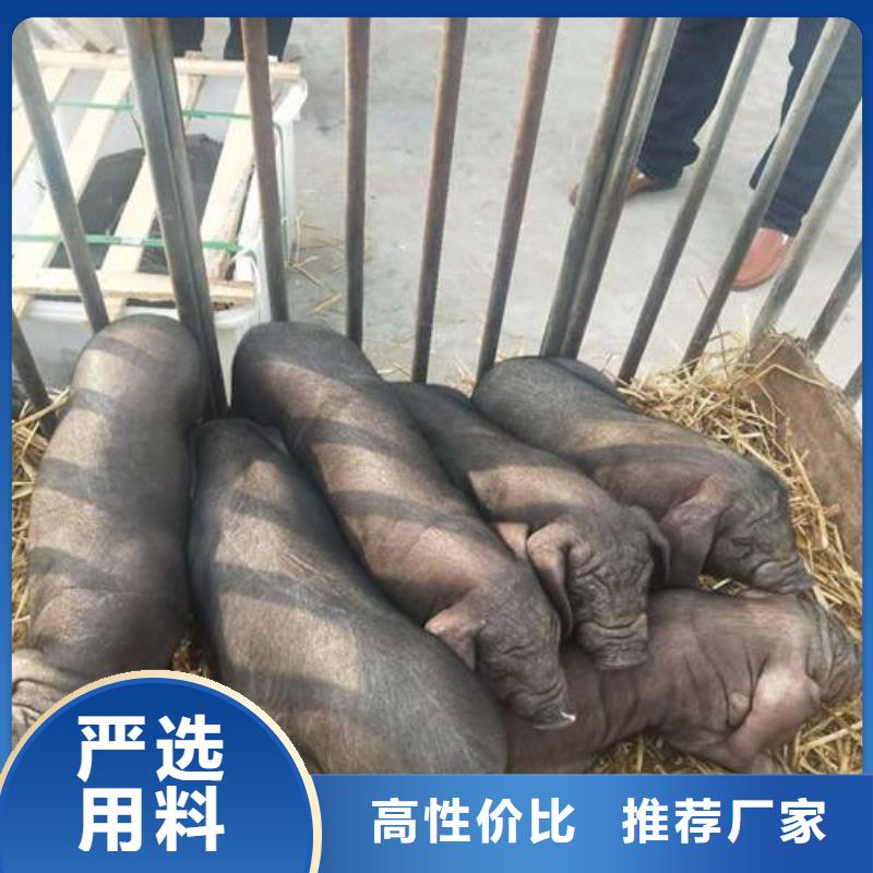 （长白母猪价格40-50斤）种猪培育