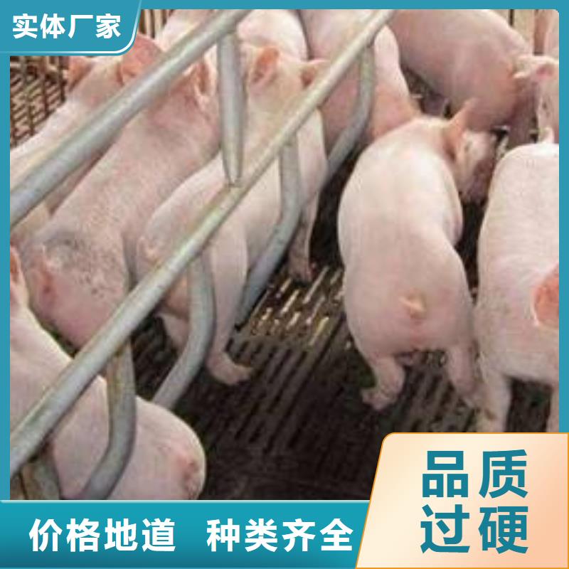 省心：种猪生产厂家