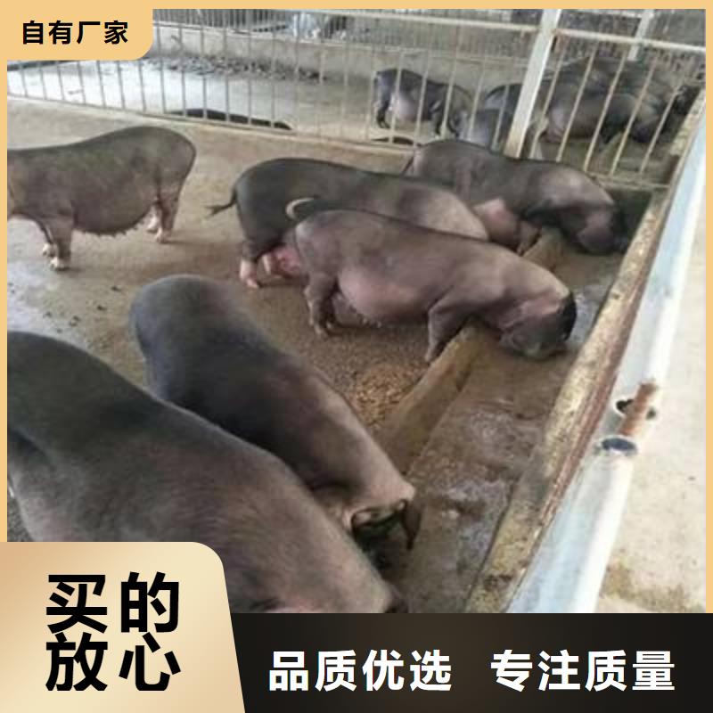 长白母猪价格（50斤左右）种猪场推荐品种