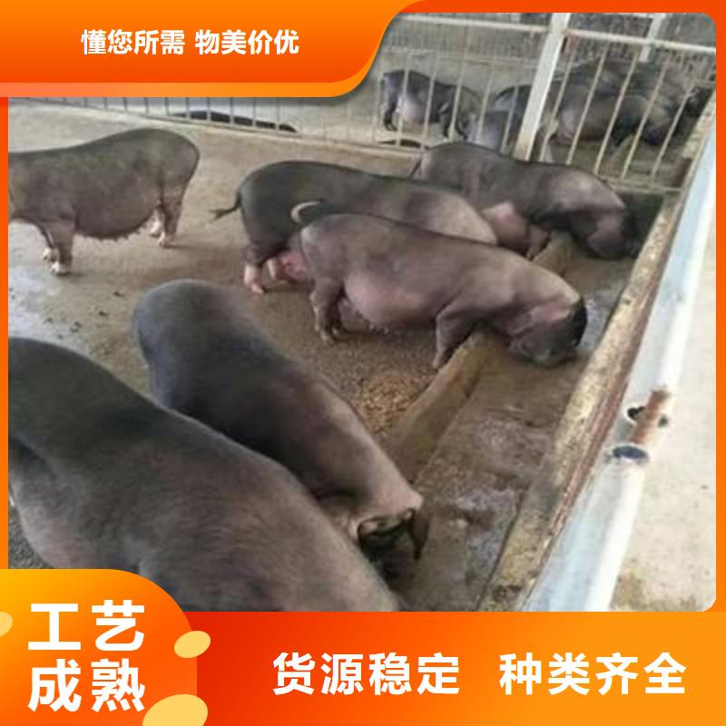 大白母猪批发：福鼎大白母猪价格（厂家报价）欢迎