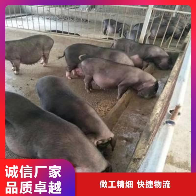 实力雄厚的种猪供应商