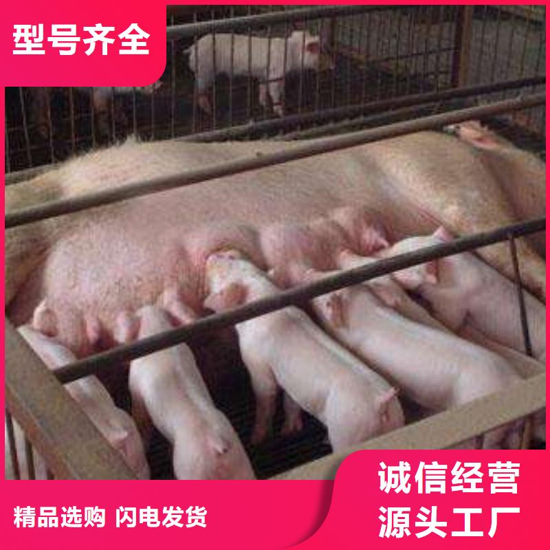 大白母猪批发：新郑长白母猪价格（品种母猪）自繁自养