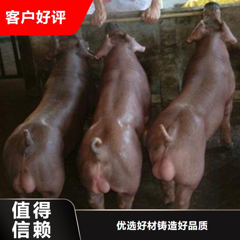 （长白母猪价格40-50斤）种猪培育