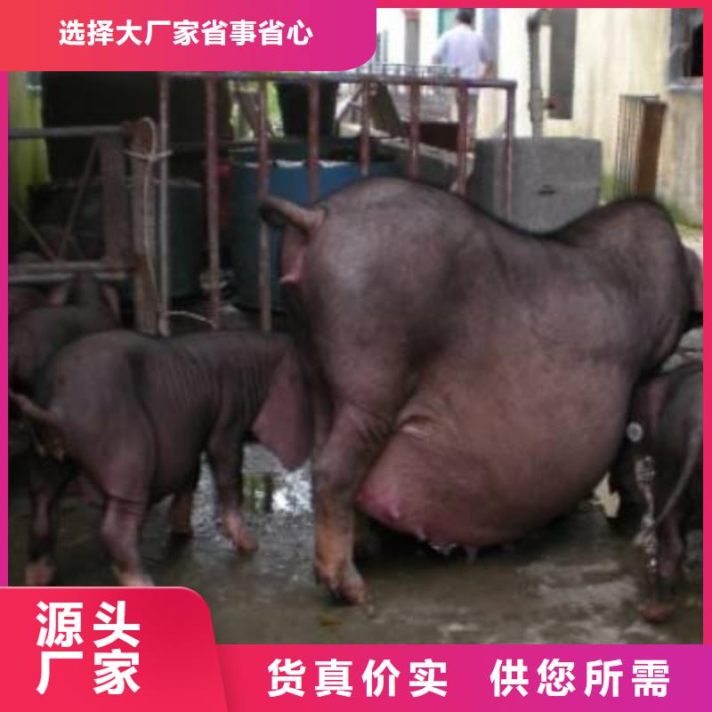 美系杜洛克公猪价格介绍长大母猪