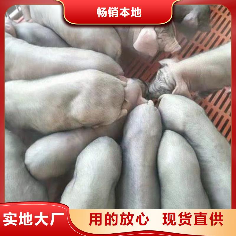 大约克母猪价格（出售杜洛克种猪）