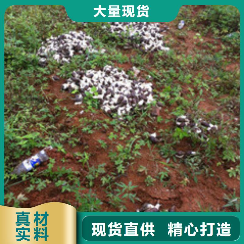 定制植物油1廠家