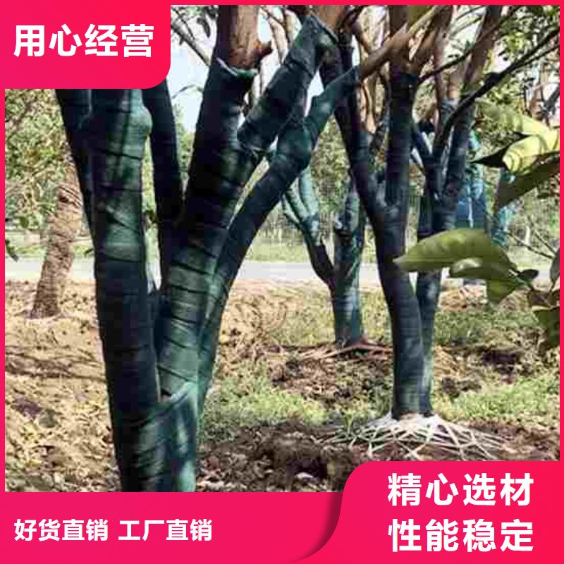 植物绷带厂家-缠树带大树专用一卷18米(18CM宽)