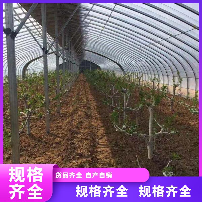 南明蔬菜大棚性价比好