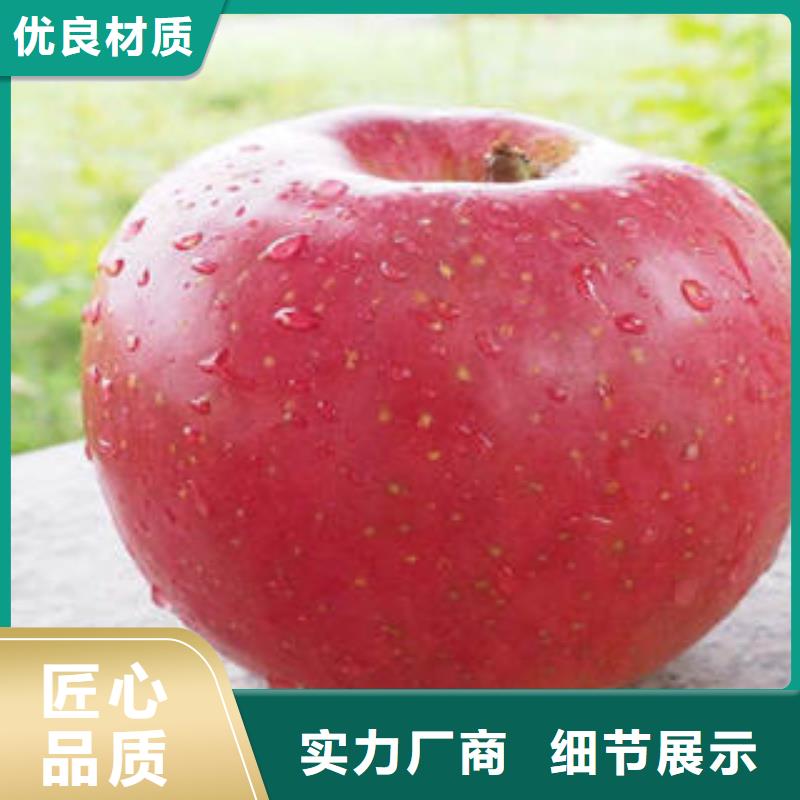 紅富士蘋果-蘋果種植基地0中間商差價(jià)