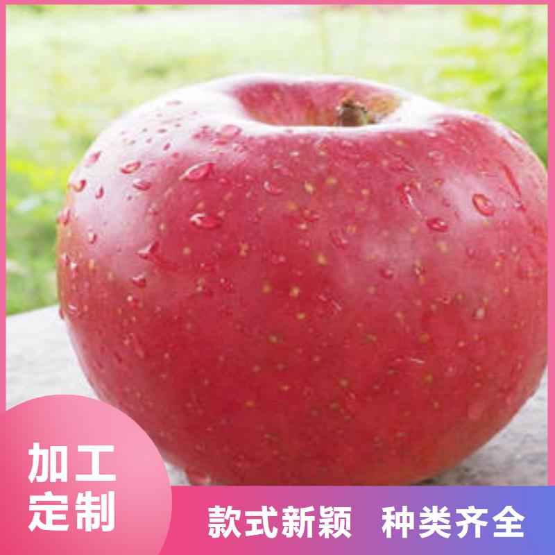 紅富士蘋果嘎啦蘋果批發(fā)供應(yīng)