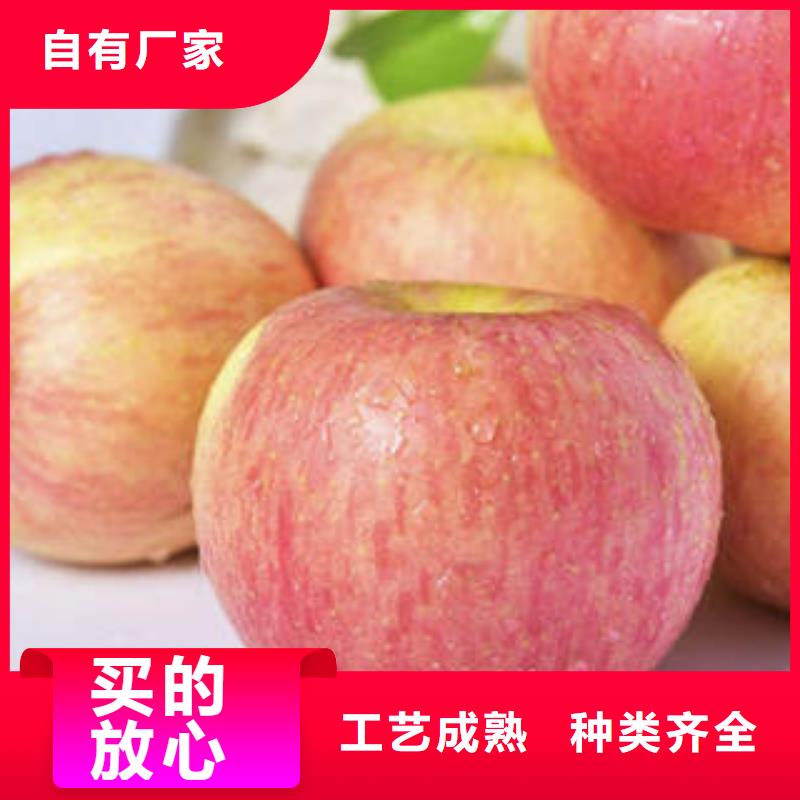 紅富士蘋果多年實力廠家