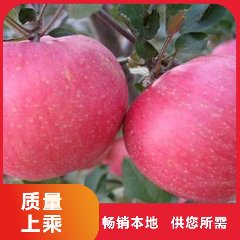 紅富士蘋果_蘋果批發敢與同行比質量