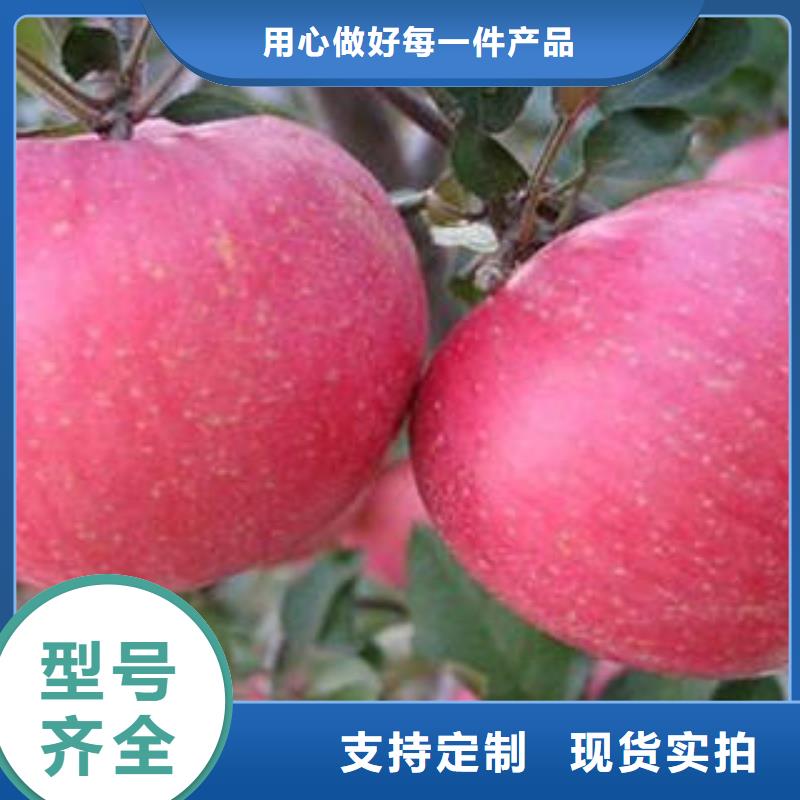 紅富士蘋果,蘋果種植基地精心打造