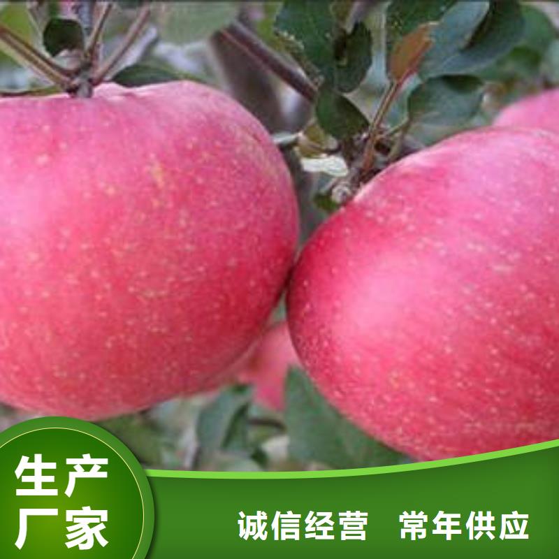 紅富士蘋果-蘋果種植基地0中間商差價(jià)