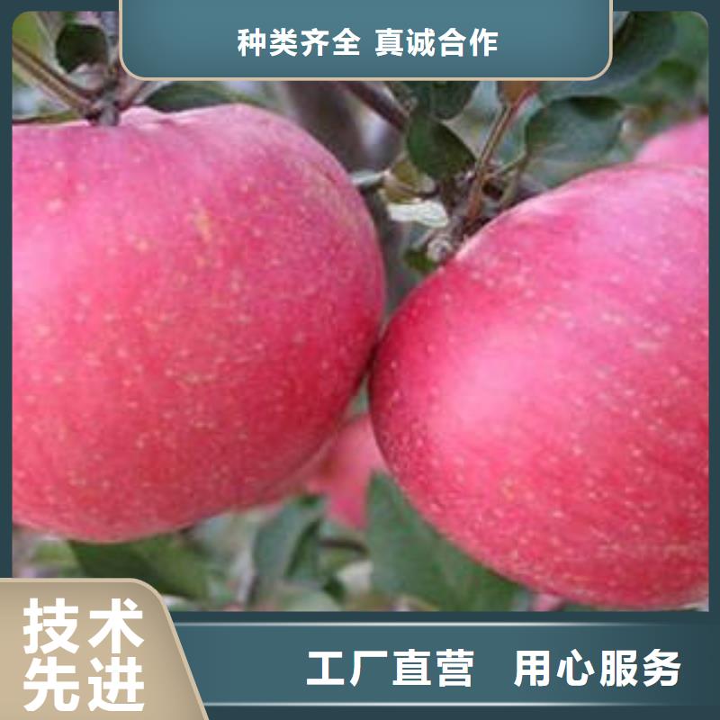 紅富士蘋果蘋果種植基地通過檢測