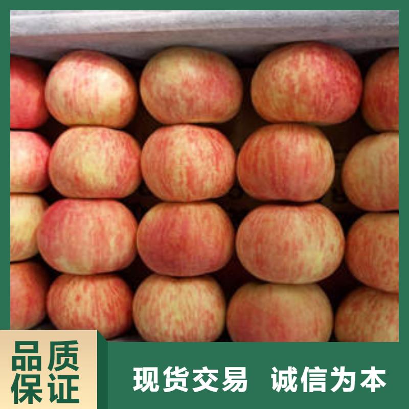 紅富士蘋果_蘋果批發自營品質有保障