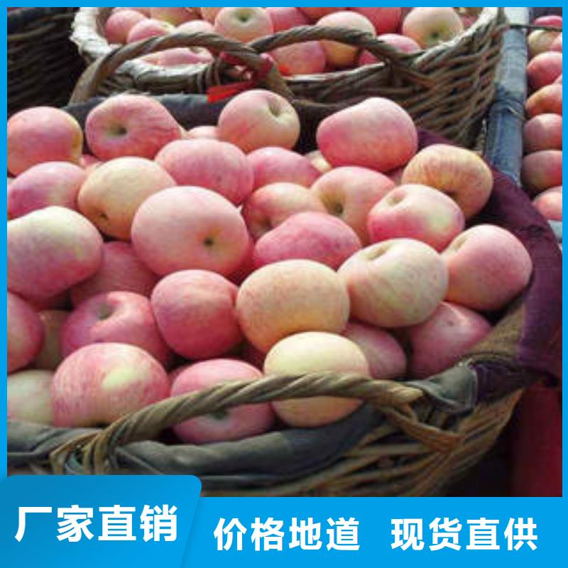 紅富士蘋果蘋果種植基地通過檢測(cè)