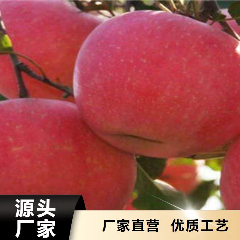 紅富士蘋果_蘋果種植基地價格低
