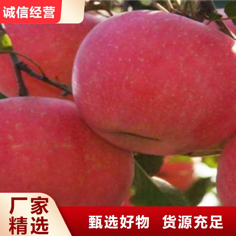 紅富士蘋果嘎啦蘋果優(yōu)選廠商
