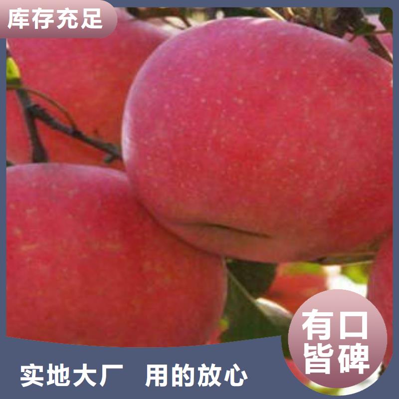 紅富士蘋果蘋果種植基地讓利客戶