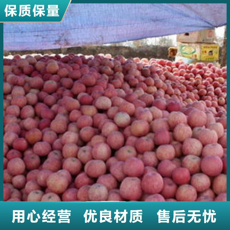 紅富士蘋(píng)果蘋(píng)果種植基地貨源足質(zhì)量好