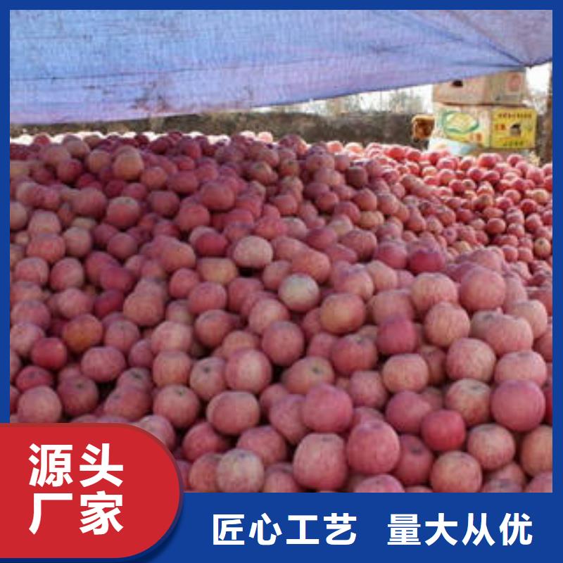 紅富士蘋果,蘋果種植基地精心打造