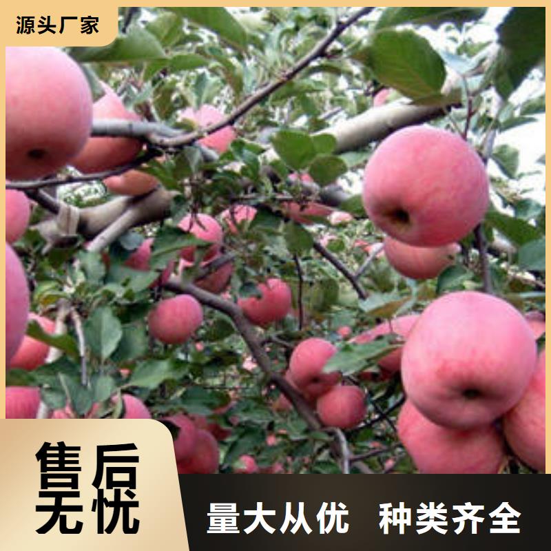 紅富士蘋(píng)果-嘎啦蘋(píng)果售后服務(wù)完善
