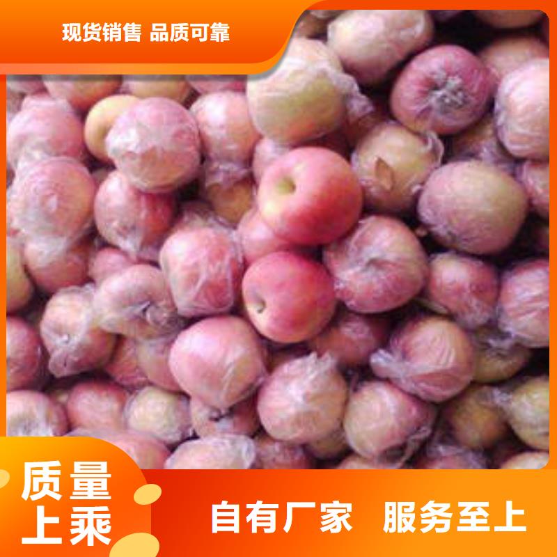 紅富士蘋(píng)果_蘋(píng)果種植基地源廠(chǎng)供貨