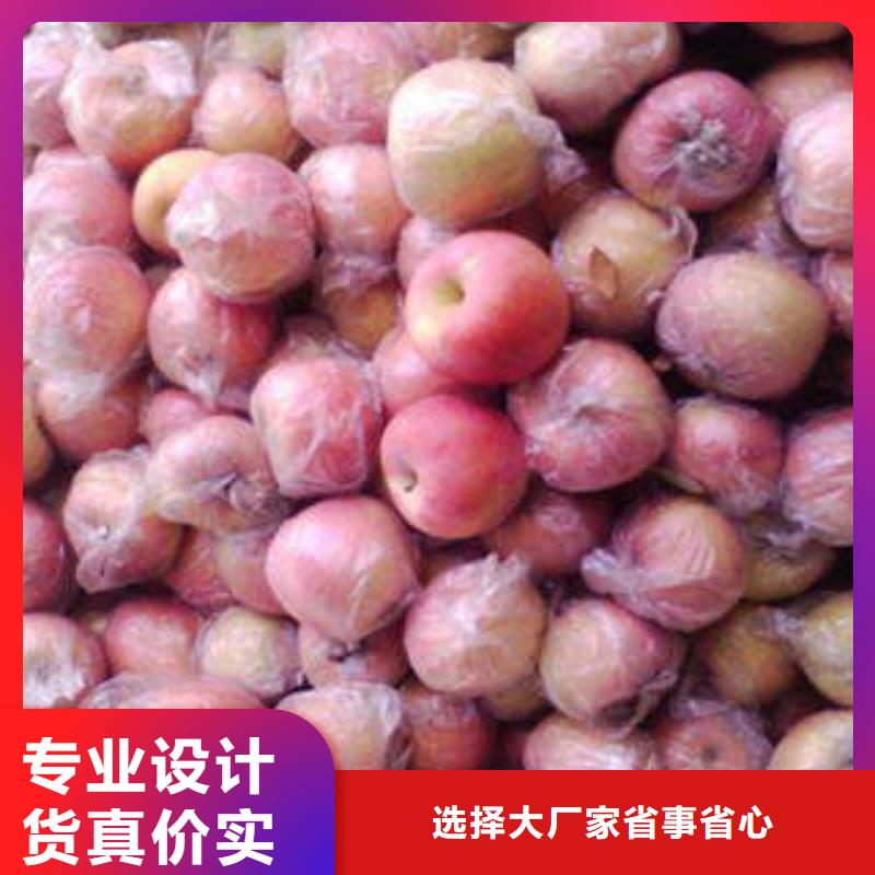 紅富士蘋果嘎啦蘋果批發(fā)供應(yīng)