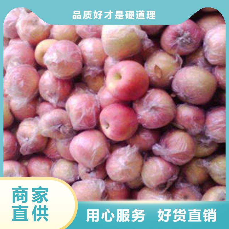紅富士蘋果-蘋果種植基地0中間商差價(jià)