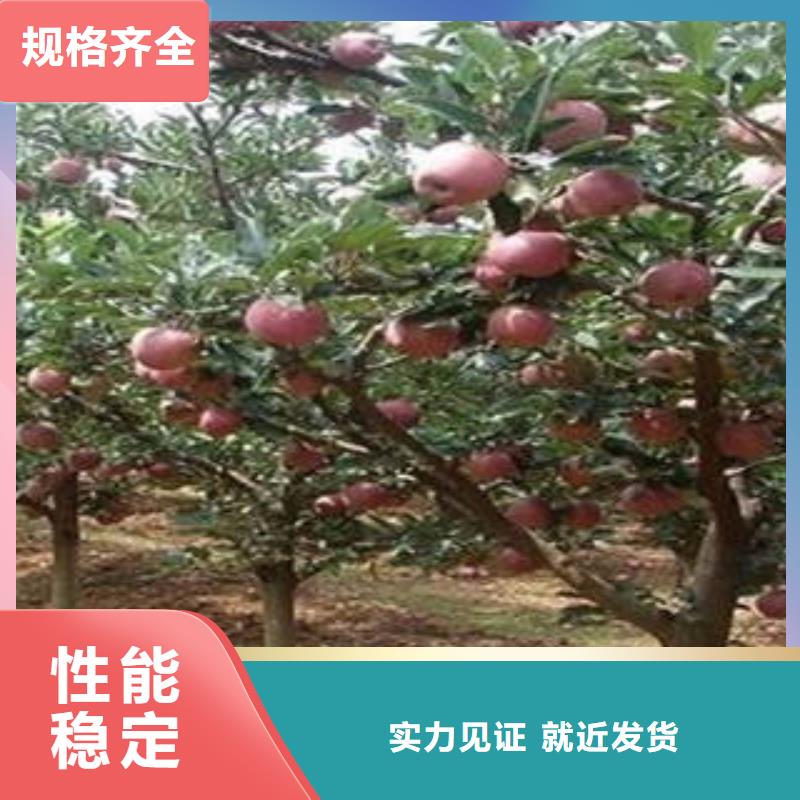紅富士蘋果嘎啦蘋果優(yōu)選廠商
